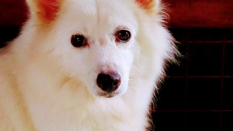 Eve's Fur Friends Veterinary Clinic listing photo