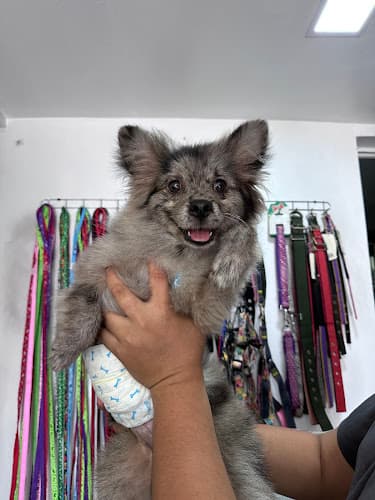 Saint Francis Veterinary Services listing photo