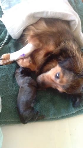 Je-An Animal Care Center listing photo