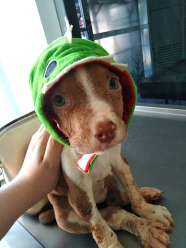 Cagayan Dog & Cat Clinic listing photo
