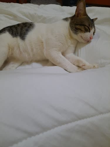 Pet Haven Veterinary Clinic listing photo