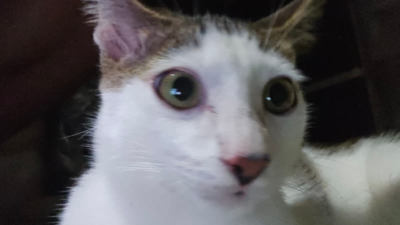 Navotas Pet Station Veterinary Clinic listing photo