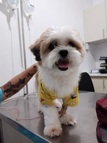 San Fernando Veterinary Hospital listing photo