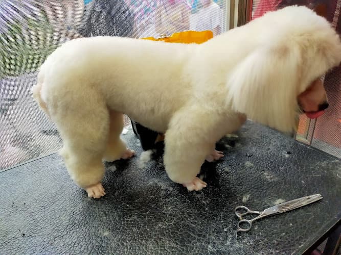 Pineda Pet Grooming And Veterinary Clinic listing photo
