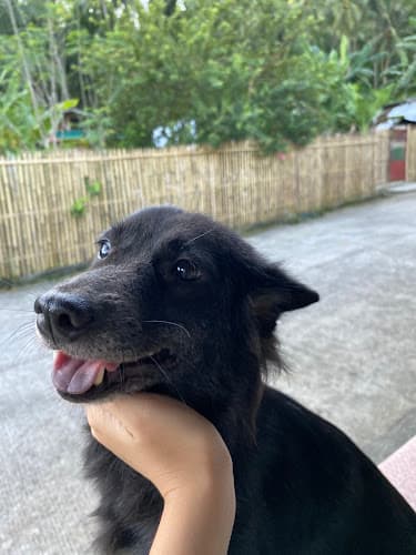 Bet Na Vet Veterinary Clinic listing photo