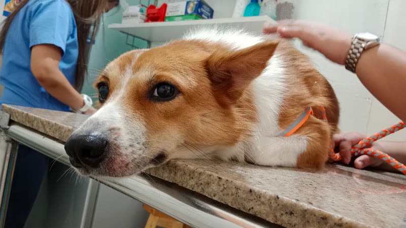 Toledo - dela Cruz Animal Health Clinic listing photo