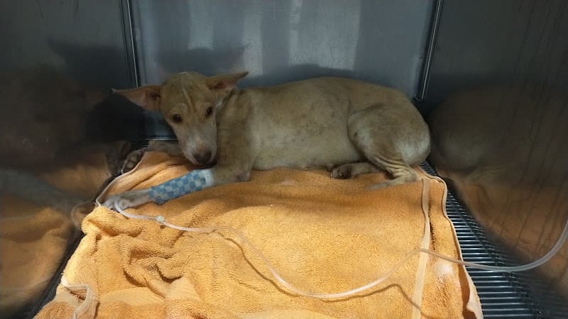 Hamilton Pet Medics Plus V Luna listing photo