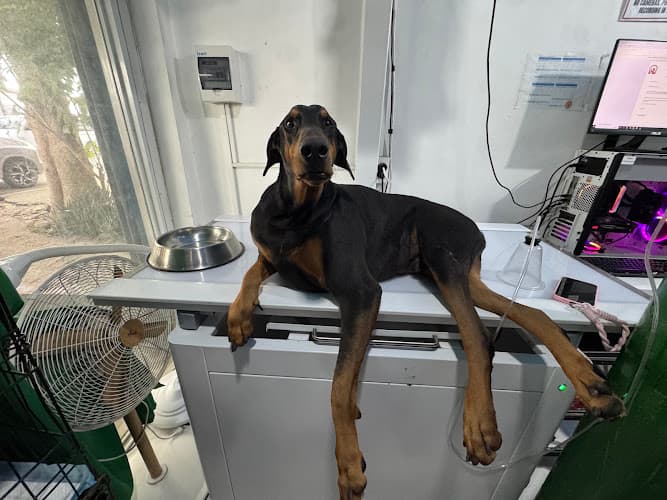 Waggie Tail Veterinary Clinic listing photo