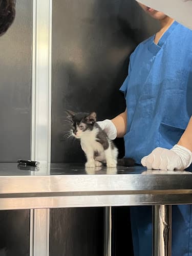 Furrmily Veterinary Clinic And Grooming Center listing photo