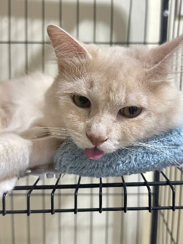 AVH Satellite Veterinary Clinic - Zabarte listing photo