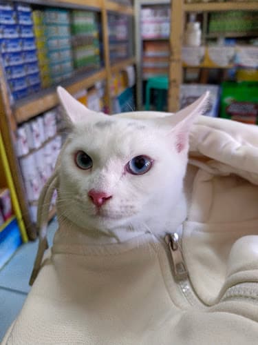 Doggie's Choice Veterinary Clinic listing photo