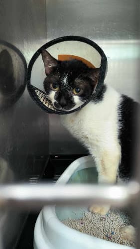 Pampanga Animal Hospital listing photo