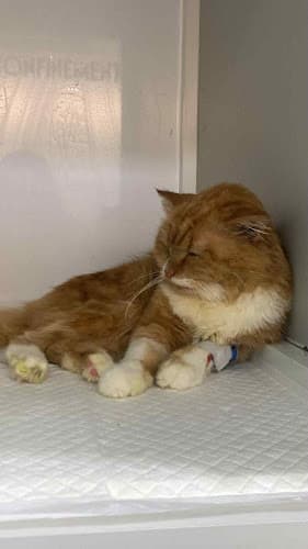 Roose-Vet Animal Clinic and Kapon Center listing photo