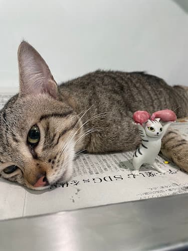Capiz Prime Veterinary Services - Animal Clinic listing photo