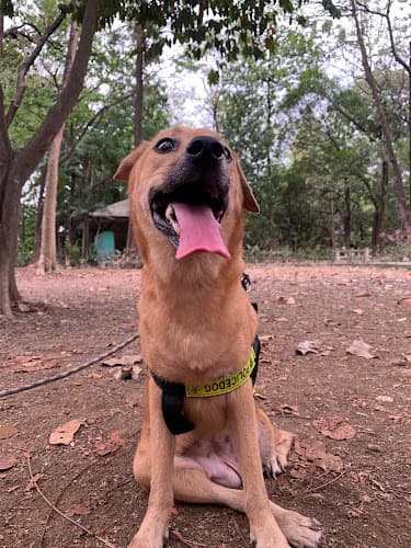 Bido Veterinary Clinic listing photo