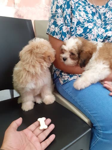 Surigao Pet Doctors listing photo
