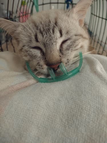 ASJP Veterinary Clinic listing photo