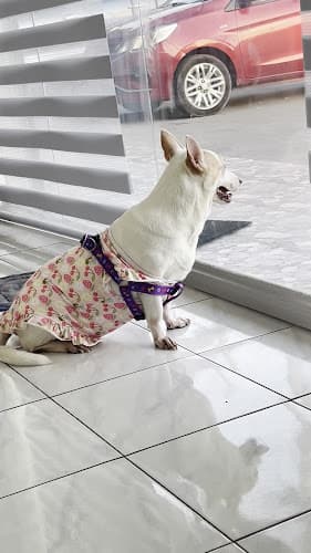 Tarlac-Prime Veterinary Clinic listing photo