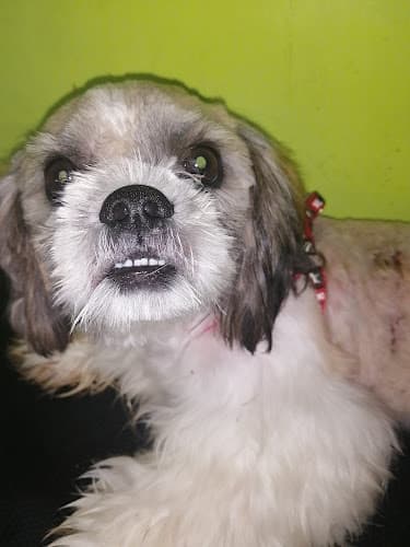 Navotas Veterinary Clinic listing photo