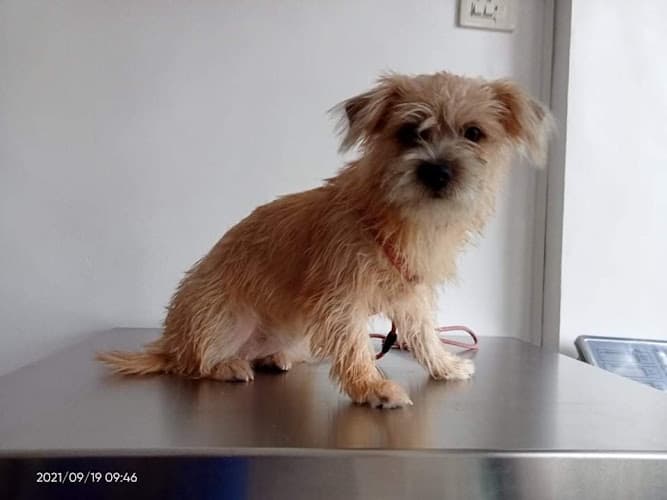 Rome Beati Animal Clinic listing photo