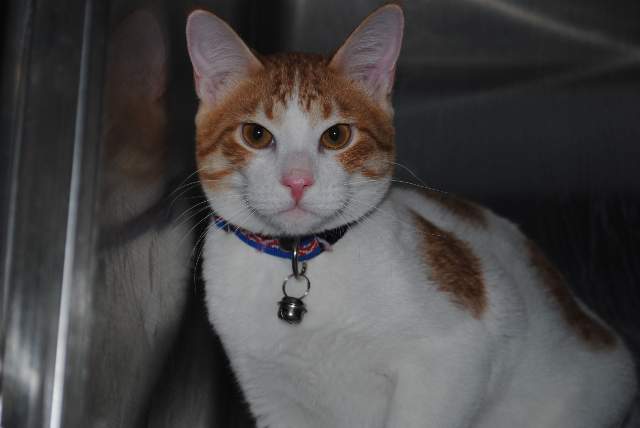 Philippine Animal Medical Center listing photo