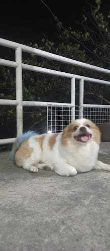 VetCare Animal Clinic - Legazpi listing photo