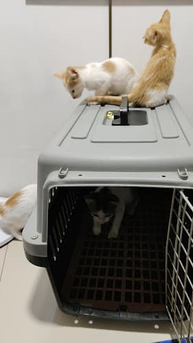 Ivan's Animal Clinic listing photo