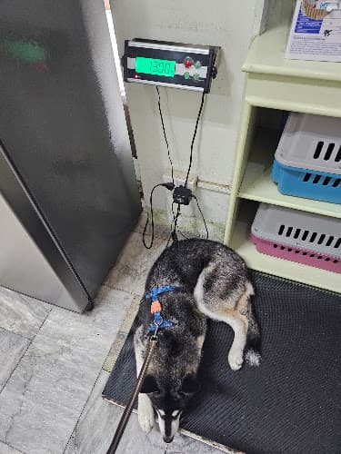 Belly Rub Veterinary Clinic & Pet Services listing photo