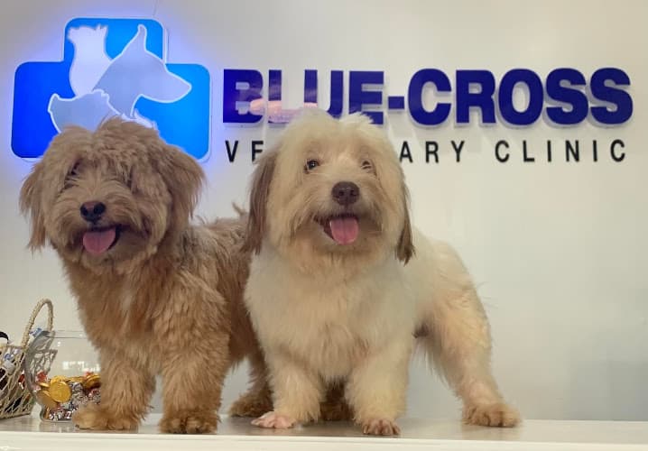 Blue-Cross Veterinary Clinic listing photo