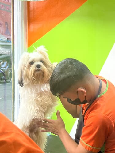 Mindz Pet Veterinary and Grooming Services Gagalangin, Tondo listing photo