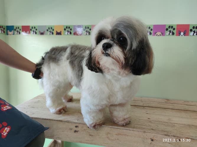 Pawmily Animal Clinic listing photo