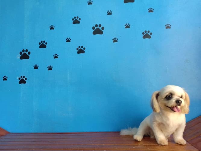 Vet's Turf Animal Clinic listing photo