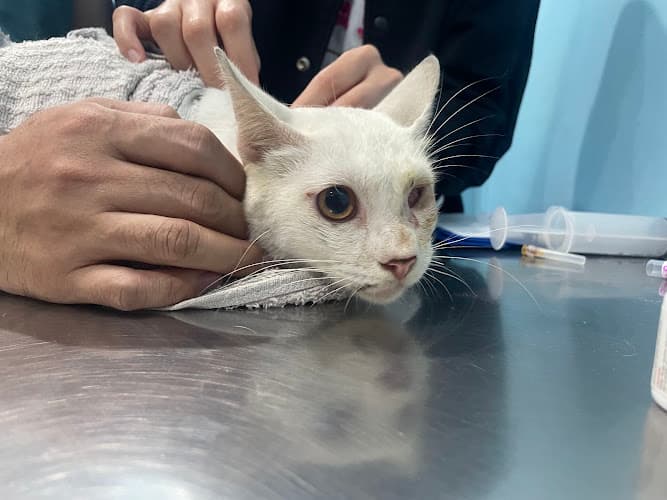 Vis Medicatrix Naturae Veterinary Clinic listing photo
