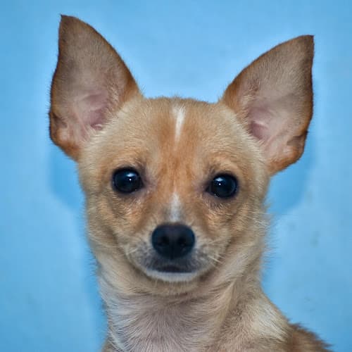 Maigo Veterinary Clinic listing photo