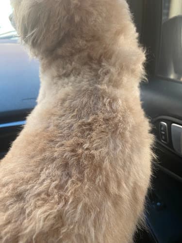 Good Samaritan Veterinary Clinic listing photo