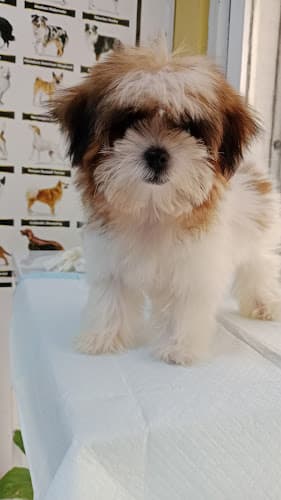 Langkaan Animal Clinic listing photo