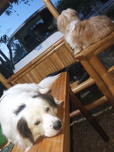 Bogo Claws and Paws Animal Clinic listing photo