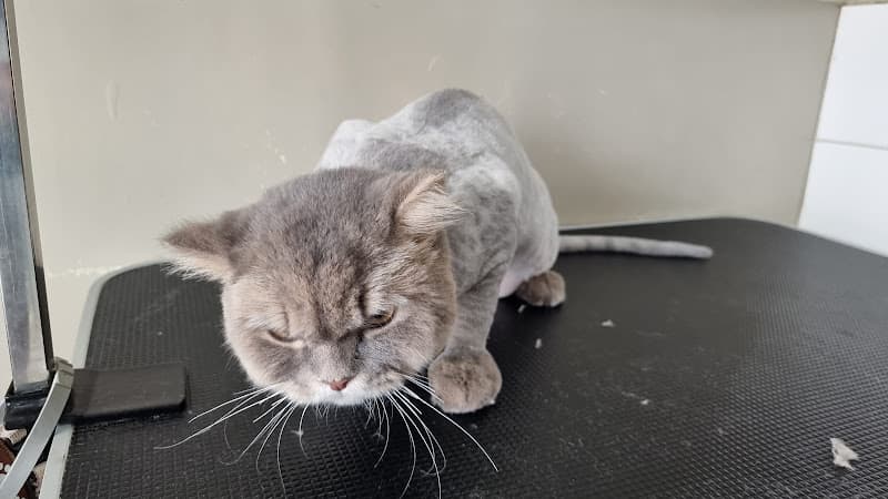 Animed Veterinary Hospital listing photo