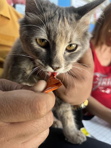 St Martin de Porres Animal Clinic listing photo