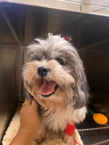 Cardinal Pet Clinic listing photo