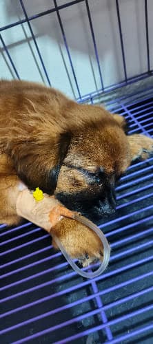 Sahagun Veterinary Clinic listing photo