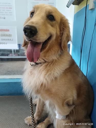 Dr. Pawssible Veterinary Clinic listing photo