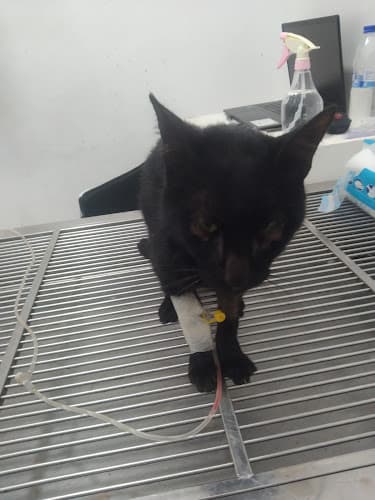 PET 911 VETERINARY CLINIC AND GROOMING SALON listing photo
