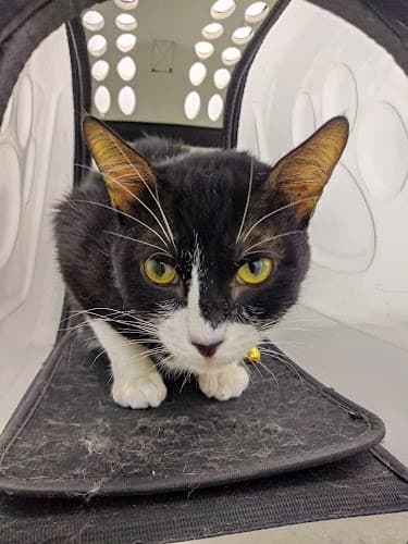 Petlink- Caybiga, 24/7 Vet Clinic listing photo