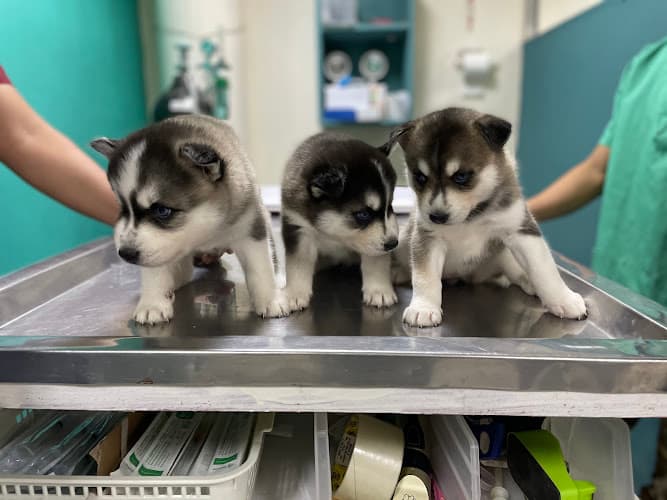Bethphage Animal Clinic listing photo