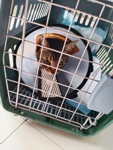 JFL Veterinary Clinic- Guiguinto branch listing photo