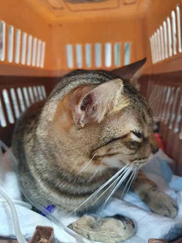 B. Baldonado Veterinary Clinic listing photo